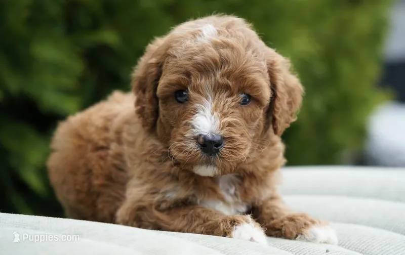 Berry – Goldendoodle puppy for sale in Millersburg, IN