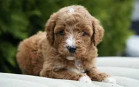 Berry, a male Goldendoodle for sale in Millersburg, IN – Photo 1 of 3