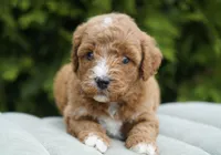 Berry, a male Goldendoodle for sale in Millersburg, IN – Photo 2 of 3