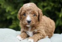 Berry, a male Goldendoodle for sale in Millersburg, IN – Photo 3 of 3