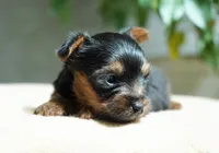 Gizmo, a male Yorkshire Terrier for sale in Millersburg, IN – 2 of 5