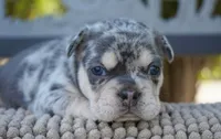 Indigo , a male French Bulldog for sale in Millersburg, IN – 4 of 4