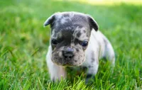 Tipper , a female French Bulldog for sale in Millersburg, IN – 2 of 6