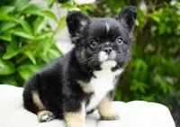 Panda, a male French Bulldog for sale in Millersburg, IN – 2 of 8