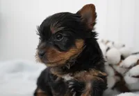Frederick, a male Yorkshire Terrier for sale in Millersburg, IN – Photo 2 of 3