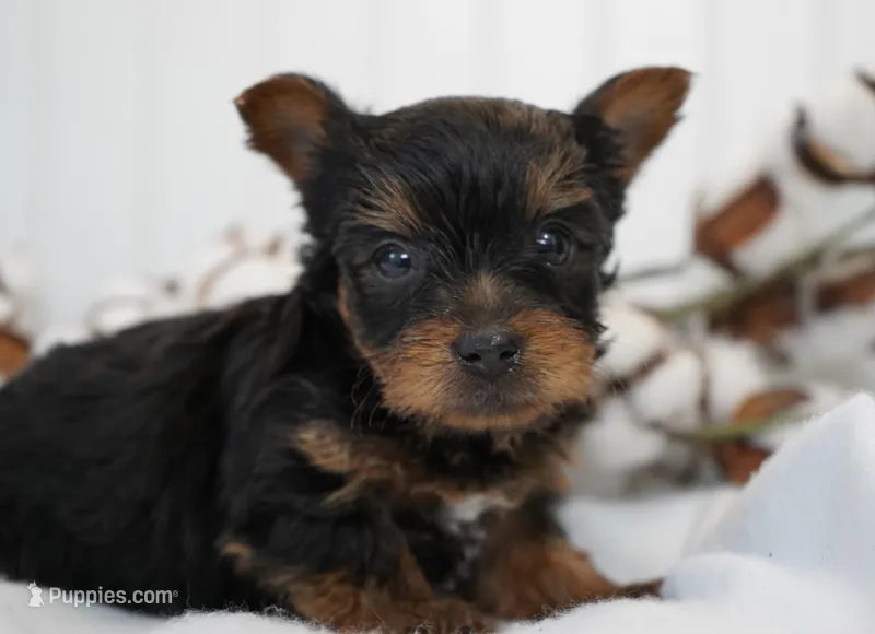 Frederick – Yorkshire Terrier puppy for sale in Millersburg, IN