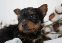 Frederick, a male Yorkshire Terrier for sale in Millersburg, IN – Photo 3 of 3
