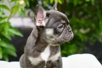 Truffle , a female French Bulldog for sale in Millersburg, IN – 2 of 7