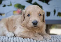 Tiffany, a female Goldendoodle for sale in Millersburg, IN – 3 of 4