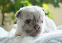 Dudley , a male French Bulldog for sale in Millersburg, IN – 4 of 4
