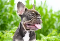Mochi, a female French Bulldog for sale in Millersburg, IN – 4 of 5