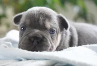 Bruno , a male French Bulldog for sale in Millersburg, IN – 2 of 4