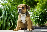 Archie, a male English Bulldog and Olde English Bulldogge for sale in Millersburg, IN – 2 of 4