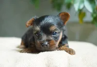 Gizmo, a male Yorkshire Terrier for sale in Millersburg, IN – 3 of 5