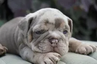 Chester, a male English Bulldog and Olde English Bulldogge for sale in Millersburg, IN – 2 of 5