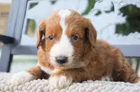 Nala , a female Goldendoodle for sale in Millersburg, IN – 2 of 4