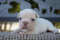 Calypso, a female French Bulldog for sale in Millersburg, IN – 4 of 4