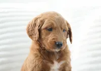 Lumi, a female Goldendoodle for sale in Millersburg, IN – 5 of 8