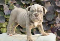 Rosie, a female English Bulldog and Olde English Bulldogge for sale in Millersburg, IN – 1 of 5