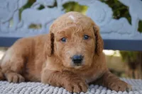 Theo , a male Goldendoodle for sale in Millersburg, IN – 2 of 5
