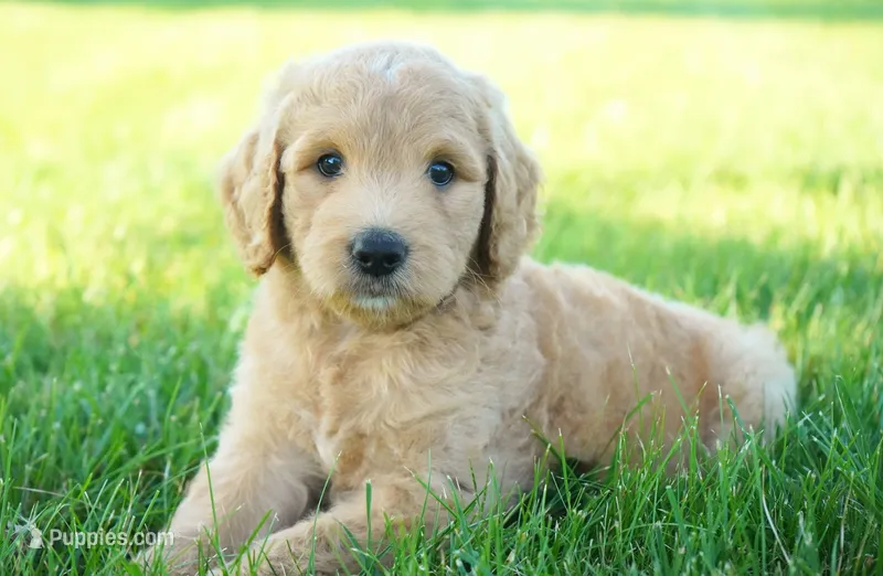 Chanel – Goldendoodle puppy for sale in Millersburg, IN