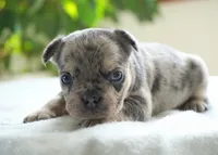 Aspen, a female French Bulldog for sale in Millersburg, IN – 3 of 4