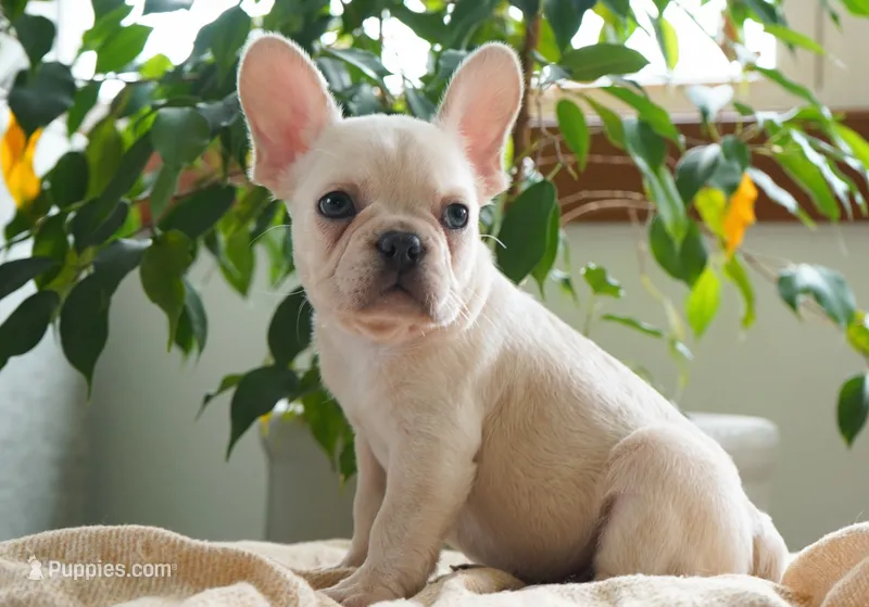 Tinker  – French Bulldog puppy for sale in Millersburg, IN