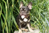 Mochi, a female French Bulldog for sale in Millersburg, IN – 10 of 10