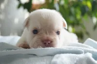 Stanley, a male French Bulldog for sale in Millersburg, IN – 2 of 5