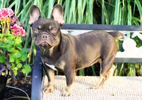 Olivia, a female French Bulldog for sale in Millersburg, IN – 5 of 5