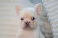 Stanley, a male French Bulldog for sale in Millersburg, IN – 3 of 6