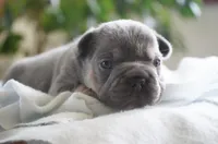 Bruno , a male French Bulldog for sale in Millersburg, IN – 3 of 4