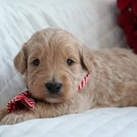 Noah, a male Goldendoodle for sale in Millersburg, IN – Photo 4 of 4