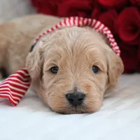 Noah, a male Goldendoodle for sale in Millersburg, IN – Photo 1 of 4