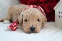 processed/053eaaa1-66aa-45ba-b13f-28c354674686/listing/20dad056-3914-4bd0-abbb-c443af81333a/4f6c233b-577e-4245-9e11-3b9835f76442