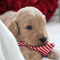 Noah, a male Goldendoodle for sale in Millersburg, IN – Photo 3 of 4