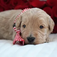 Noah, a male Goldendoodle for sale in Millersburg, IN – Photo 2 of 4