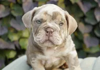 Chester, a male English Bulldog and Olde English Bulldogge for sale in Millersburg, IN – 1 of 5