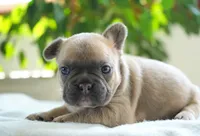 Poppy, a female French Bulldog for sale in Millersburg, IN – 5 of 5