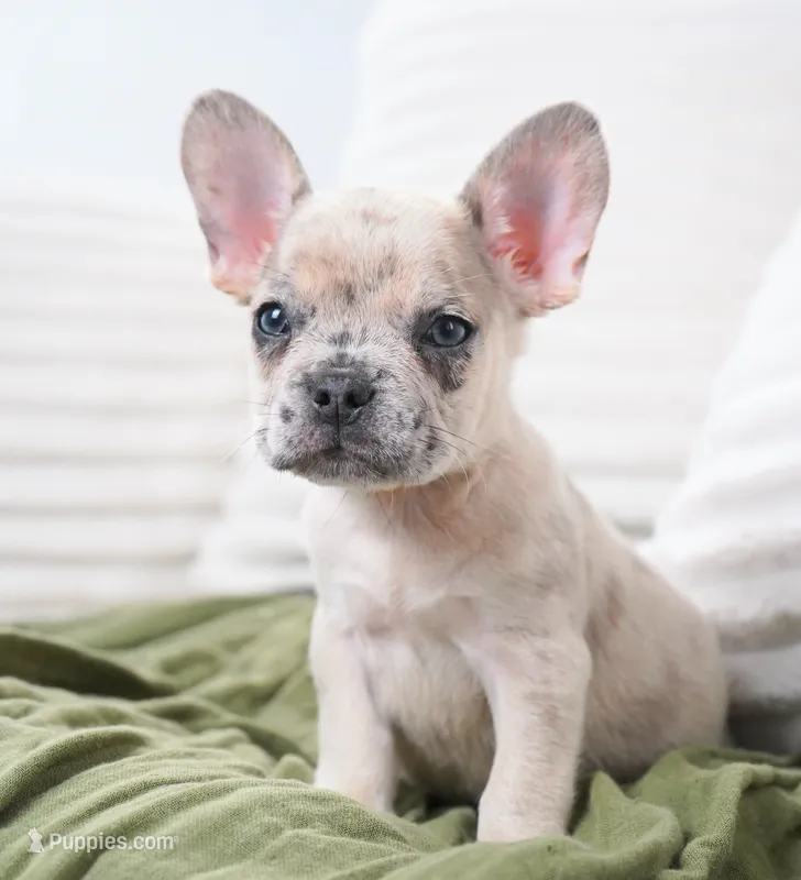 Winston – French Bulldog puppy for sale in Millersburg, IN