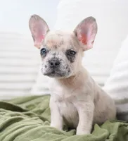 Winston, a female French Bulldog for sale in Millersburg, IN – 1 of 7