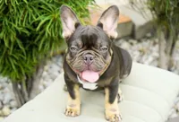Truffle , a female French Bulldog for sale in Millersburg, IN – 2 of 5