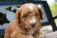 Moose , a male Goldendoodle for sale in Millersburg, IN – 2 of 4