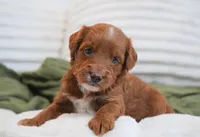 Peggy, a female Miniature Goldendoodle for sale in Millersburg, IN – 3 of 8