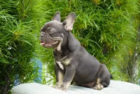Olivia, a female French Bulldog for sale in Millersburg, IN – 6 of 6