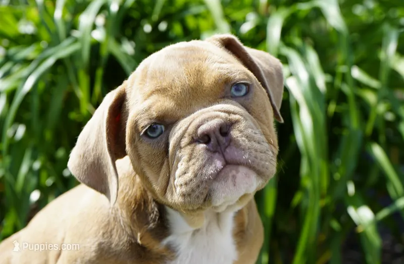 Gucci – English Bulldog, Olde English Bulldogge puppy for sale in Millersburg, IN