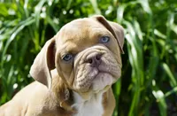Gucci, a male English Bulldog and Olde English Bulldogge for sale in Millersburg, IN – 1 of 4