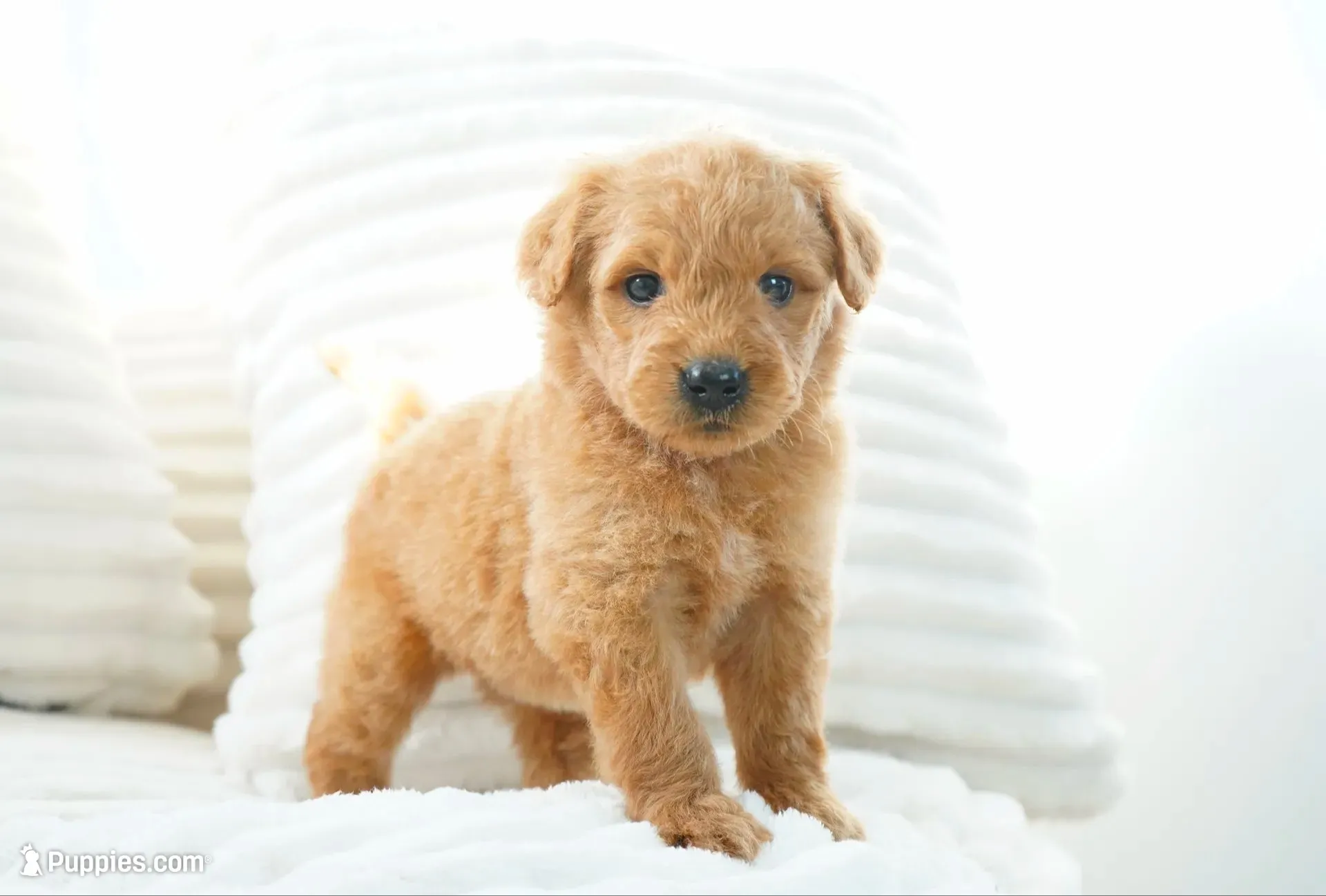Nova, a female Goldendoodle for sale in Millersburg, IN – 1 of 8