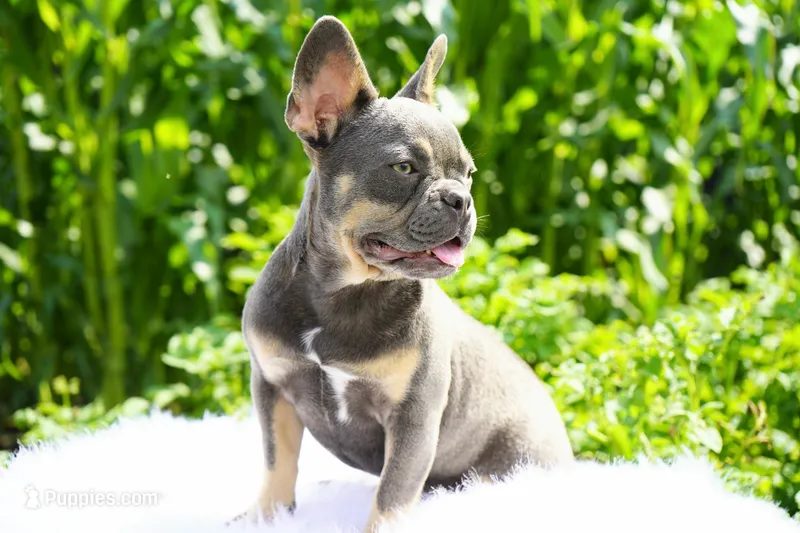 Salish – French Bulldog puppy for sale in Millersburg, IN
