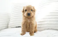 Nova, a female Goldendoodle for sale in Millersburg, IN – 8 of 8